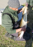 Luccio - Incubatoi ittici